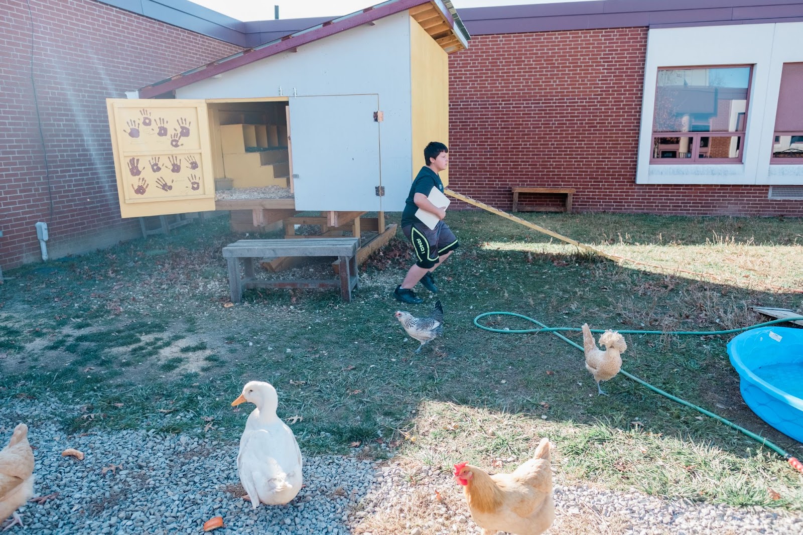 A student, chickens, and a duck standing by the chicken coop created by California Area School District students