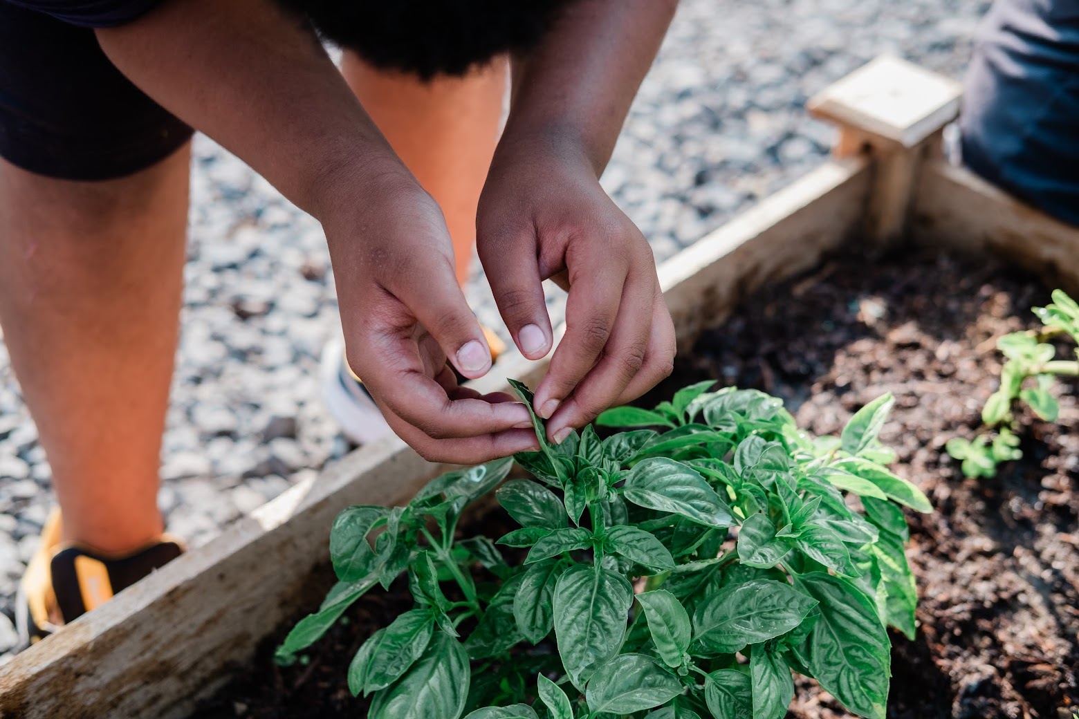 A young student touches basil leaves growing in his school's greenhouse