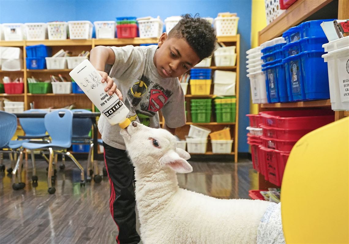 A young boy in a school classroom feeds a lamb with a bottle.
