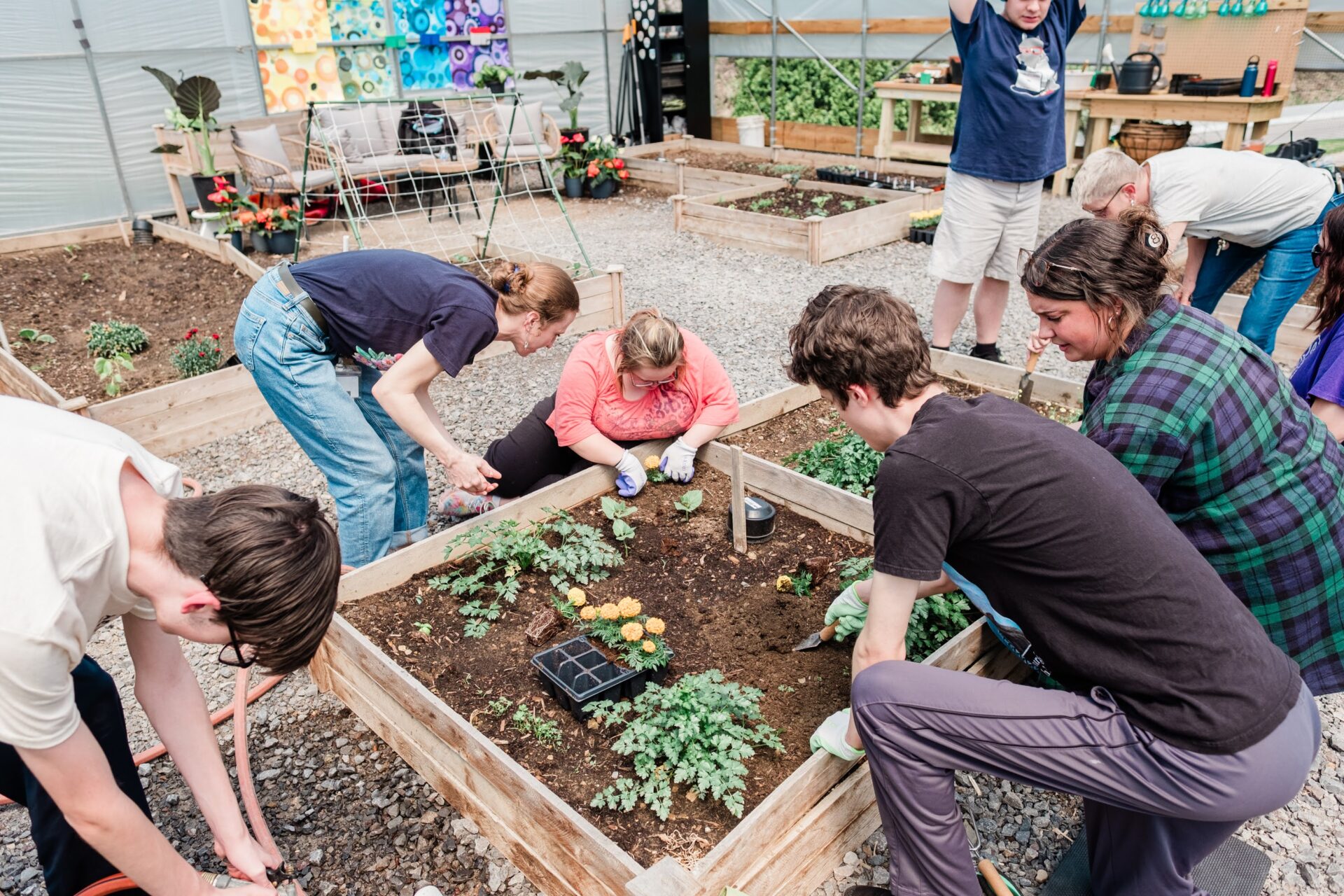 A group of students and teachers working in a raised bed inside of a greenhouse.