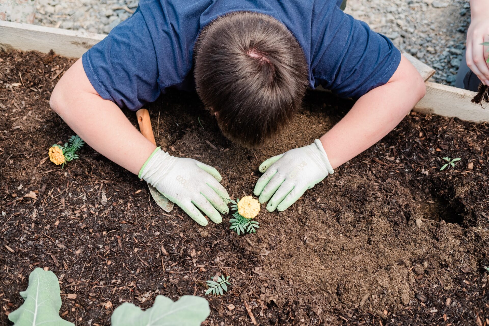 An overhead view of a teenage boy planting a flower in a raised garden bed.