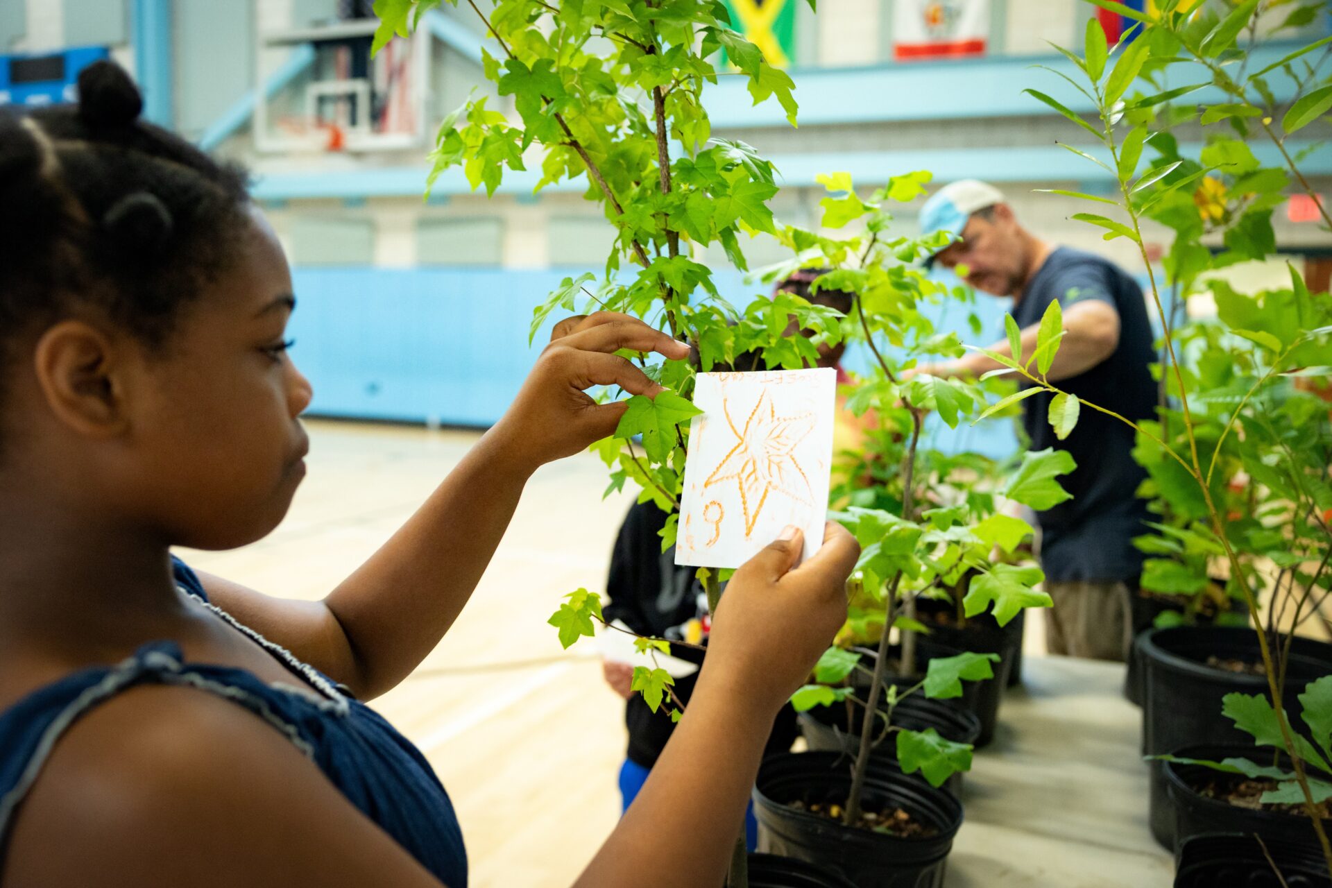 A middle-school aged girl compares a leaf tracing to a leaf on a live sapling.